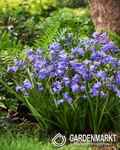 Hyacinthoides Non-Scripta 5 St.