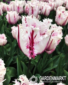 Tulpe Gefranste Coldplay 5 St.