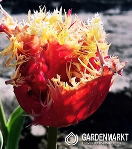 Tulpe 133 5 St.