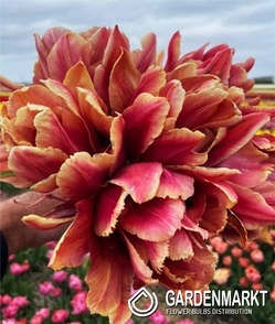Tulpe Gefüllte Callahan 5 St.