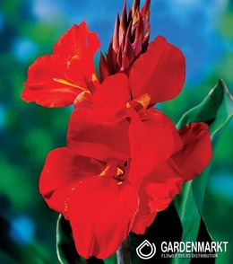 Canna-Blumenrohr Cherry Red 1 St.