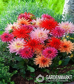 Dahlie Mignon Cactus Mix 1 St.