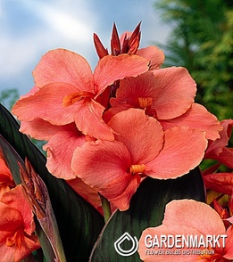 Canna-Blumenrohr Tirol 1 St.