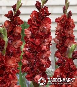 Gladiolus Gladiole Capuccino 5 St.