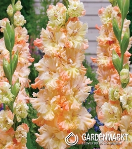 Gladiolus Gladiole The Great Queen Elizabeth 5 St.
