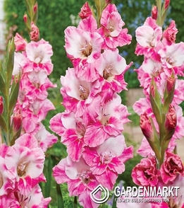 Gladiolus Gladiole Charming Pink 5 St.