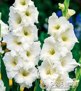 Gladiolus Gladiole Nova Zembla 5 St.