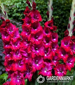 Gladiolus Gladiole Adele 5 St.