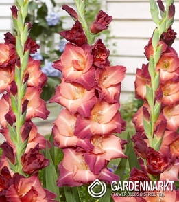 Gladiolus Gladiole Ocaso 5 St.