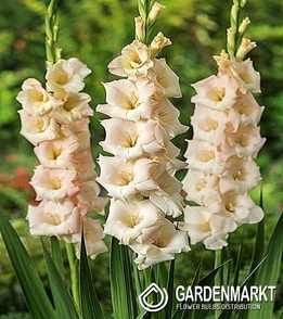 Gladiolus Gladiole Creme 5 St.