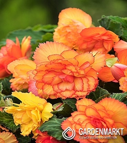 Begonie Prima Donna Sunburst 1 St.