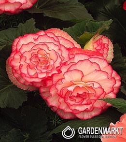 Begonie Prima Donna Blush 1 St.