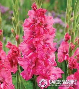 Gladiolus Gladiole Kingstone Ruffle 5 St.