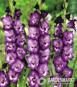 Gladiolus Gladiole Volbeat 5 St.