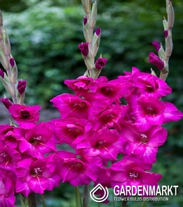 Gladiolus Gladiole Kenia 5 St.
