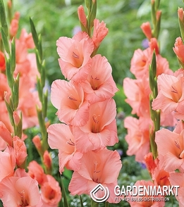 Gladiolus Gladiole Fortarosa 5 St.