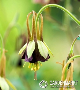 Aquilegia Chocolat Soldier 1 St.