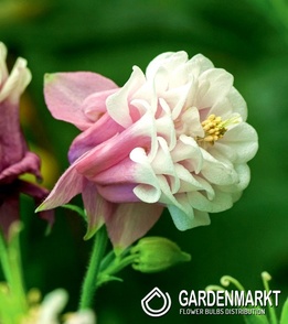 Aquilegia Pink Pettitcoat 1 St.