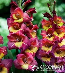 Gladiolus Gladiole Michelle 5 St.