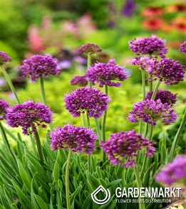 Zierlauch Allium senescens 1 St.