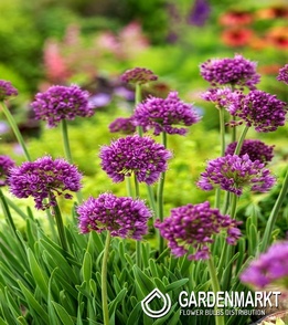 Zierlauch Allium senescens 10 St.