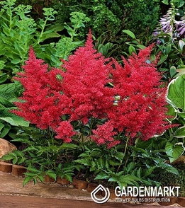 Astilbe Glut 1 St.