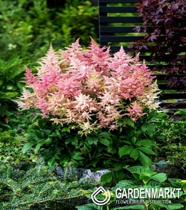 Astilbe Europa 1 St.