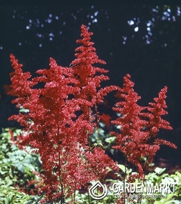 Astilbe Spinell 1 St.