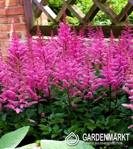 Astilbe Maggie Daley 1 St.