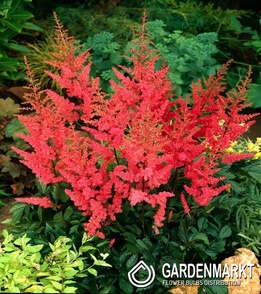 Astilbe Granat 1 St.