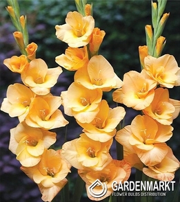 Gladiolus Gladiole Bunga 5 St.