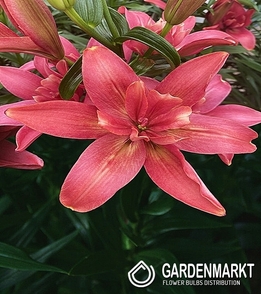 Gefüllte Asiatische Lilie Mystery Dream 1 St.