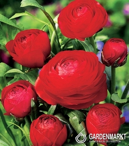 Ranunculus Ranunkeln Rot 5 St.