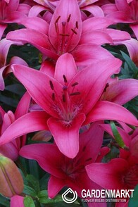 Asiatische Lilie Pink County 1 St.