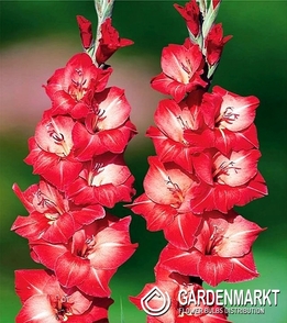 Gladiolus Gladiole Indian Summer 5 St.