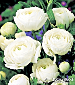 Ranunculus Ranunkeln Weiss 5 St.