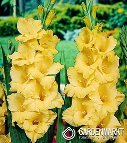 Gladiolus Gladiole Bono 5 St.