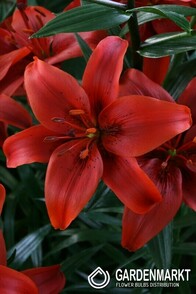Asiatische Lilie Red County 1 St.