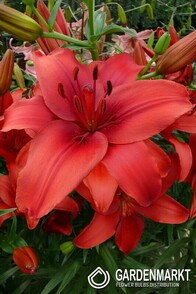 Asiatische Lilie Red Highland 1 St.