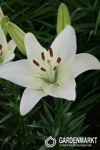 Asiatische Lilie White County 1 St.