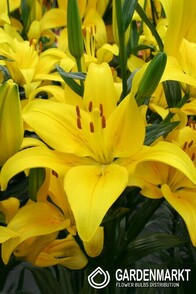 Asiatische Lilie Yellow County 1 St.