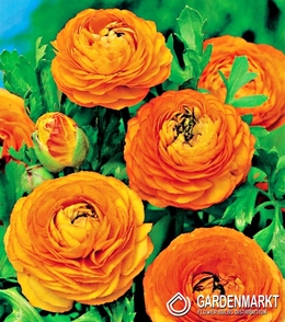 Ranunculus Ranunkeln Orange 5 St.