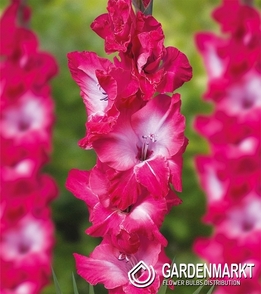 Gladiolus Gladiole Evident 5 St.