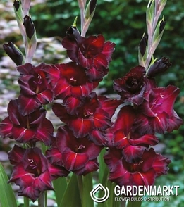 Gladiolus Gladiole Black Sea 5 St.