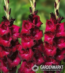 Gladiolus Gladiole Mahler 5 St.