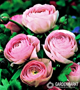 Ranunculus Ranunkeln Rose 5 St.