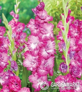 Gladiolus Gladiole Nablus 5 St.