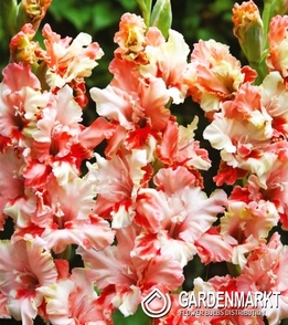 Gladiolus Gladiole Mindset 5 St.