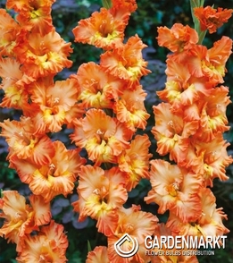 Gladiolus Gladiole Coral Crush 5 St.