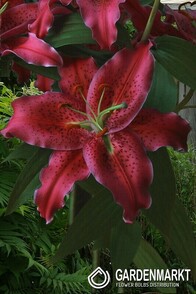Gefüllte Orientalische Gomera 1 St.